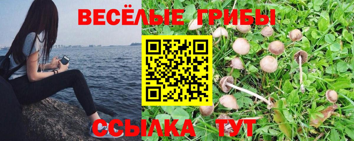 Псилоцибиновые грибы GOLDEN TEACHER Сердобск